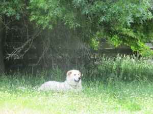 Me, the handsome maremma in the grass